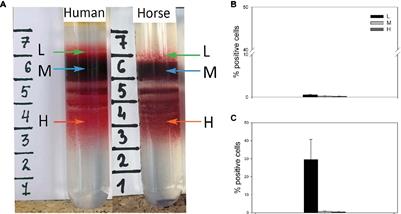 Aging Markers in Equine Red Blood Cells